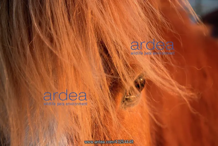 : Icelandic horse in the evening light, detailed view : Icelandic horse in the evening light, detailed view