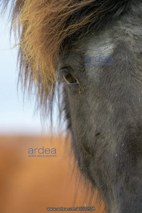 : Icelandic Horse, Eye, Iceland, Europe : Icelandic Horse, Eye, Iceland, Europe