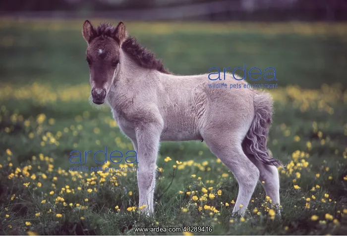 : ICELANDIC HORSE - FOAL : ICELANDIC HORSE - FOAL