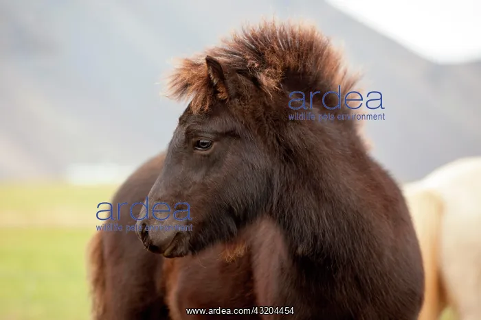 : Icelandic horse, foal, Hornafjoer&, x35cac; Iceland : Icelandic horse, foal, Hornafjoer&, x35cac; Iceland