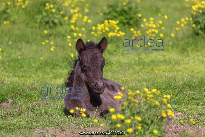 : Icelandic Horse - foal in meadow - Iceland : Icelandic Horse - foal in meadow - Iceland
