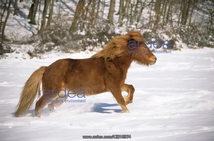 : Icelandic horse galopping in a snow-covered meadow : Icelandic horse galopping in a snow-covered meadow