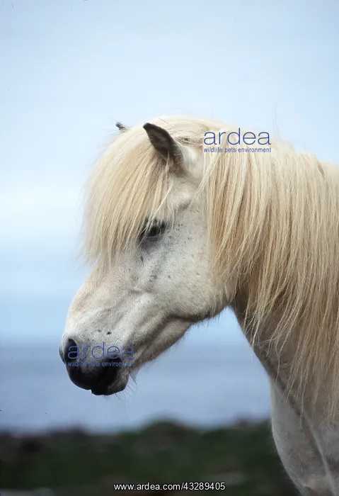 : ICELANDIC HORSE - grey, head profile : ICELANDIC HORSE - grey, head profile