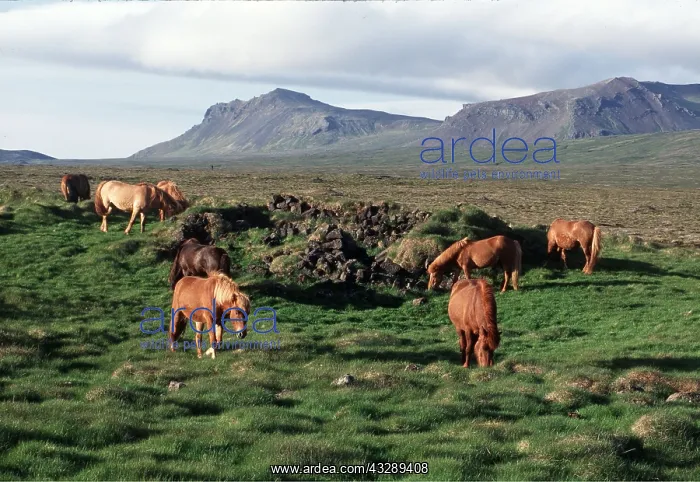 : ICELANDIC HORSE - herd grazing in Iceland : ICELANDIC HORSE - herd grazing in Iceland