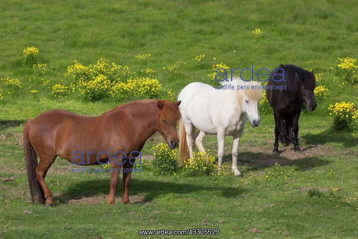 : Icelandic Horse - horses in meadow - Iceland : Icelandic Horse - horses in meadow - Iceland
