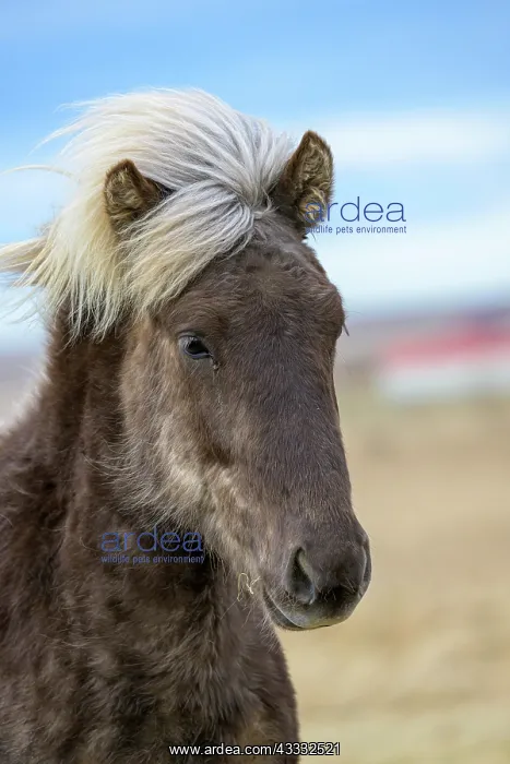 : Icelandic horse, Iceland, Europe : Icelandic horse, Iceland, Europe