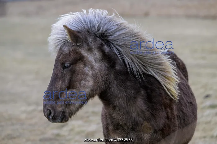 : Icelandic horse, Iceland, Europe : Icelandic horse, Iceland, Europe