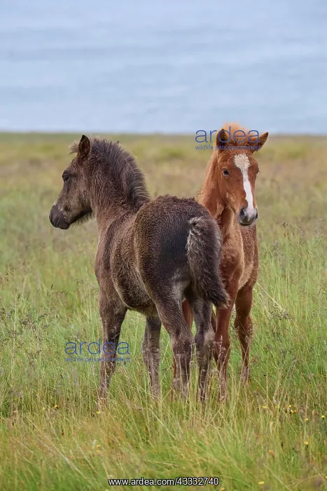 : Icelandic Horse, Icelandic Pony, two foal, Iceland, Europe : Icelandic Horse, Icelandic Pony, two foal, Iceland, Europe