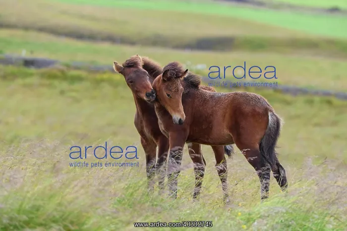 : Icelandic Horse, Icelandic Pony, two foal, Iceland, Europe : Icelandic Horse, Icelandic Pony, two foal, Iceland, Europe