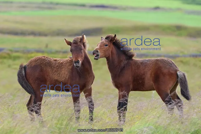 : Icelandic Horse, Icelandic Pony, two foal, Iceland, Europe : Icelandic Horse, Icelandic Pony, two foal, Iceland, Europe
