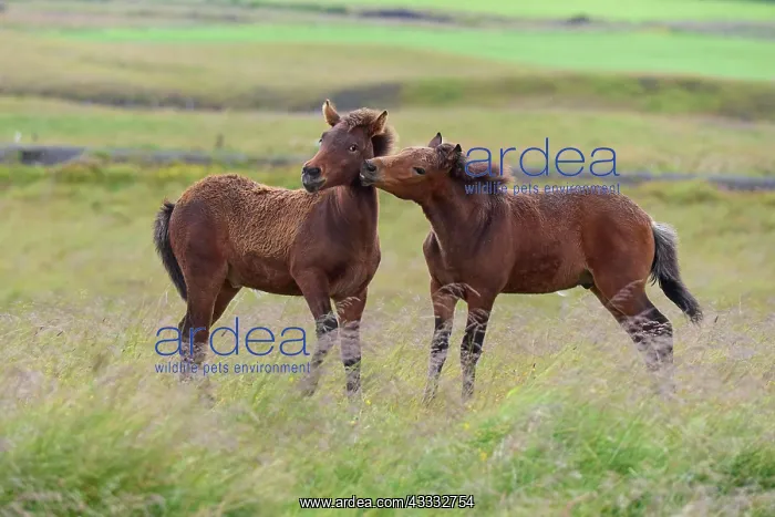  : Icelandic Horse, Icelandic Pony, two foal, Iceland, Europe