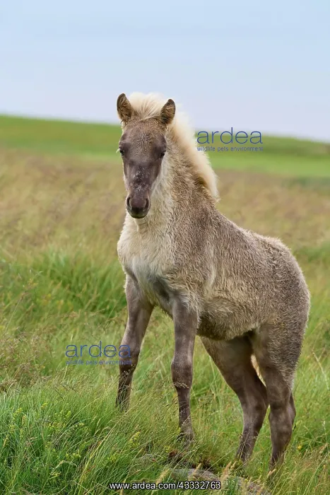 : Icelandic Horse, Icelandic Pony, foal, Iceland, Europe : Icelandic Horse, Icelandic Pony, foal, Iceland, Europe