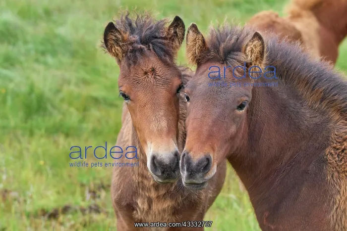 : Icelandic Horse, Icelandic Pony, two foal, Iceland, Europe : Icelandic Horse, Icelandic Pony, two foal, Iceland, Europe
