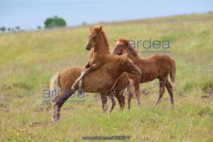 : Icelandic Horse, Icelandic Pony, three foal, Iceland, Europe : Icelandic Horse, Icelandic Pony, three foal, Iceland, Europe