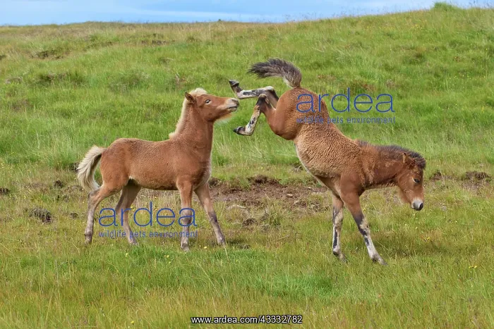 : Icelandic Horse, Icelandic Pony, two foal, Iceland, Europe : Icelandic Horse, Icelandic Pony, two foal, Iceland, Europe