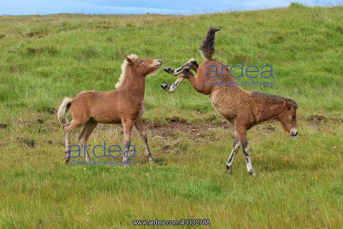 : Icelandic Horse, Icelandic Pony, two foal, Iceland, Europe : Icelandic Horse, Icelandic Pony, two foal, Iceland, Europe