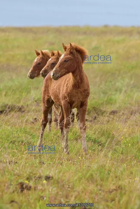 : Icelandic Horse, Icelandic Pony, three foal, Iceland, Europe : Icelandic Horse, Icelandic Pony, three foal, Iceland, Europe