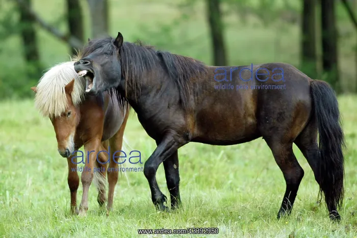 : Icelandic horse, Icelandic pony : Icelandic horse, Icelandic pony