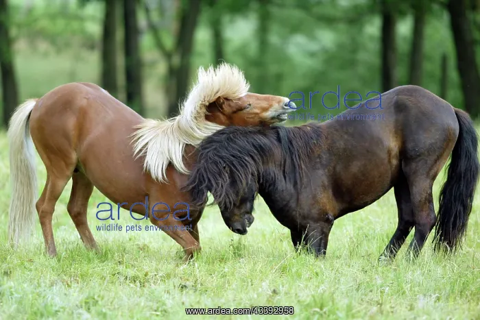 : Icelandic horse, Icelandic pony : Icelandic horse, Icelandic pony