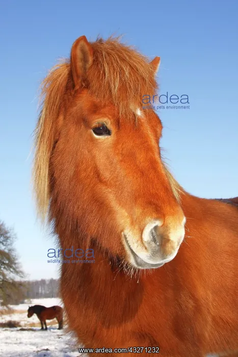 : Icelandic Horse, Icelandic Pony (Equus islandicus) : Icelandic Horse, Icelandic Pony (Equus islandicus)
