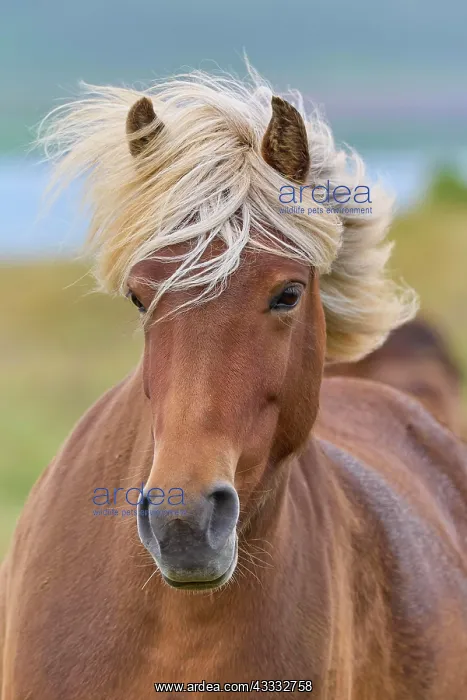 : Icelandic Horse, Icelandic Pony, Iceland, Europe : Icelandic Horse, Icelandic Pony, Iceland, Europe
