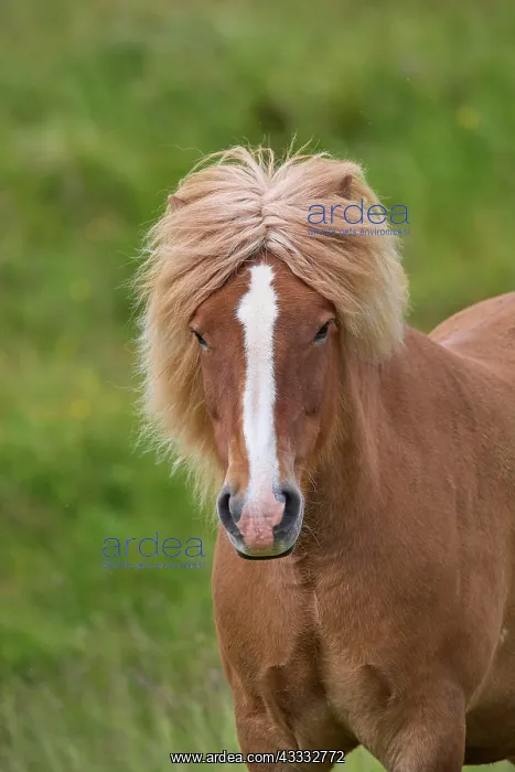 : Icelandic Horse, Icelandic Pony, Iceland, Europe : Icelandic Horse, Icelandic Pony, Iceland, Europe