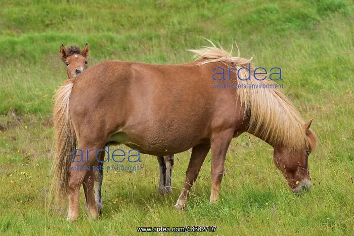 : Icelandic Horse, Icelandic Pony, Mare with foal : Icelandic Horse, Icelandic Pony, Mare with foal