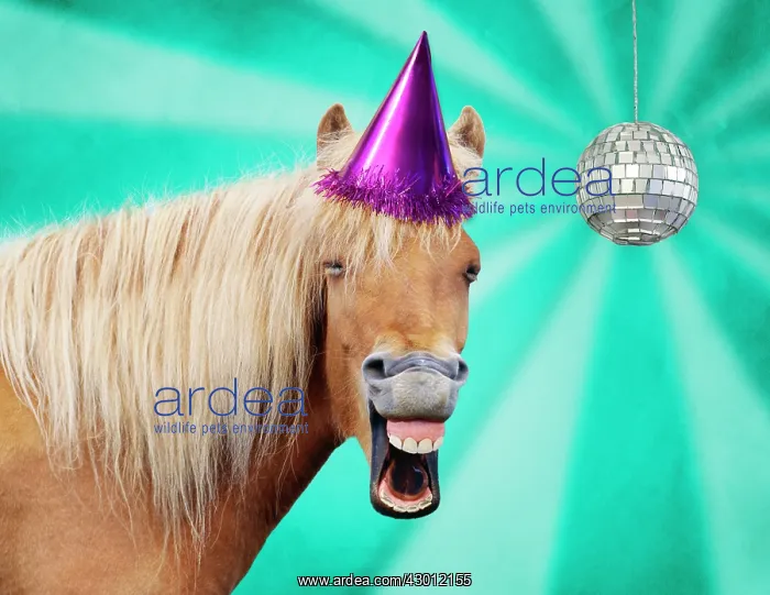 : Icelandic Horse - laughing : Icelandic Horse - laughing