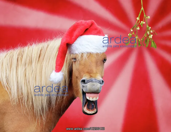 : Icelandic Horse - laughing - wearing Christmas hat : Icelandic Horse - laughing - wearing Christmas hat