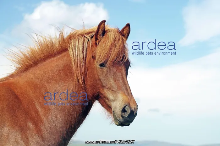  : Icelandic horse looking curiously at the camera
