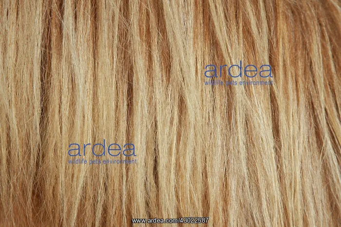 : Icelandic Horse mane : Icelandic Horse mane