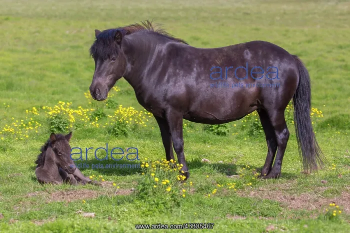: Icelandic Horse - mare with foal in meadow - Iceland : Icelandic Horse - mare with foal in meadow - Iceland