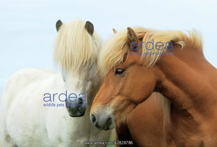 : ICELANDIC HORSE - TWO NUZZLING : ICELANDIC HORSE - TWO NUZZLING