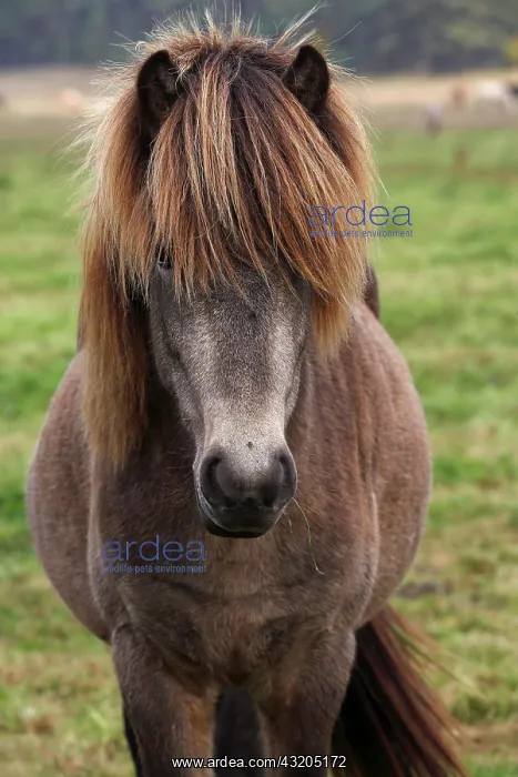 : Icelandic horse Pferd der Pferderasse Islandpony : Icelandic horse Pferd der Pferderasse Islandpony