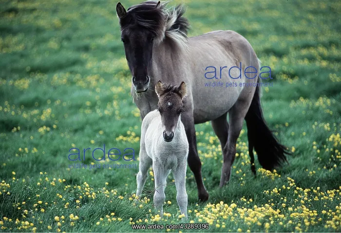  : ICELANDIC HORSE - pony & foal standing in field