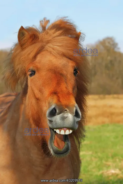 : Icelandic Horse or Pony, mare neighing and laughing : Icelandic Horse or Pony, mare neighing and laughing