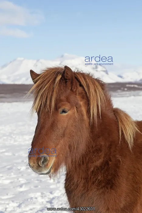  : Icelandic Horse portrait adult