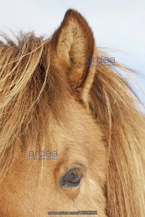  : Icelandic Horse portrait adult