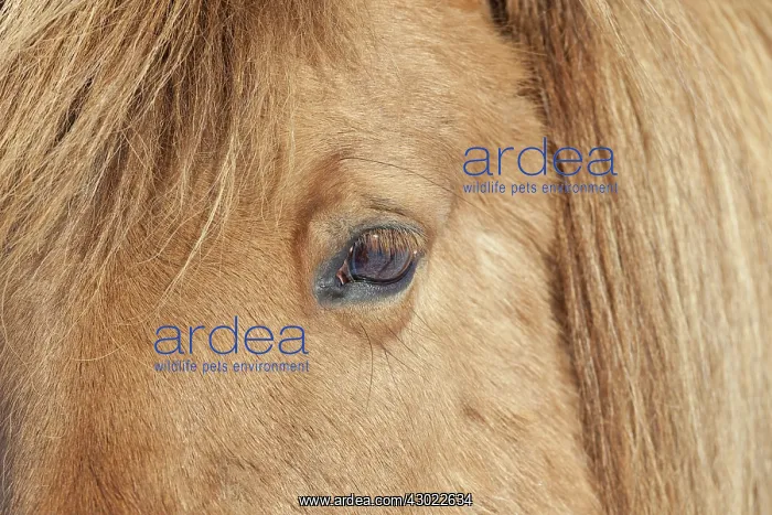  : Icelandic Horse portrait adult