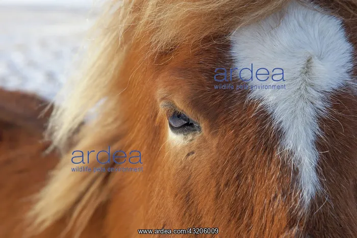  : Icelandic Horse portrait adult