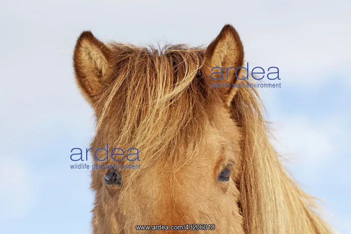  : Icelandic Horse portrait adult