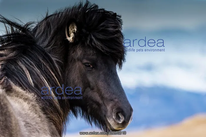  : Icelandic horse, portrait, Vik, Iceland, Europe