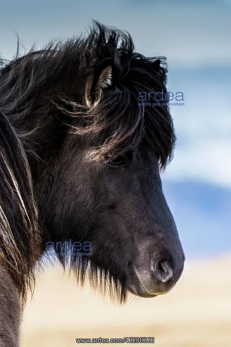 : Icelandic horse, portrait, Vik, Iceland, Europe : Icelandic horse, portrait, Vik, Iceland, Europe