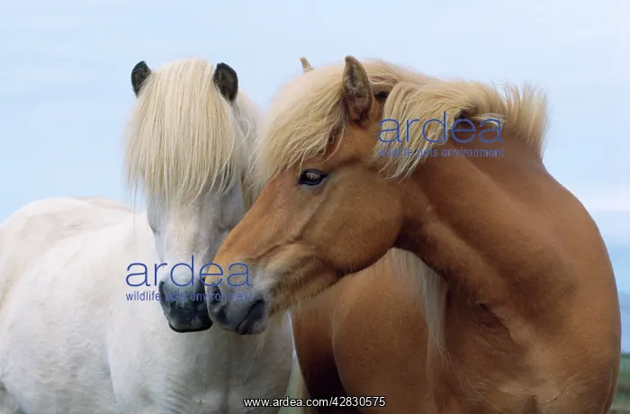 : ICELANDIC HORSE - two smelling each other in communication : ICELANDIC HORSE - two smelling each other in communication