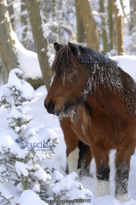 : Icelandic horse in the snow in forest Center France : Icelandic horse in the snow in forest Center France