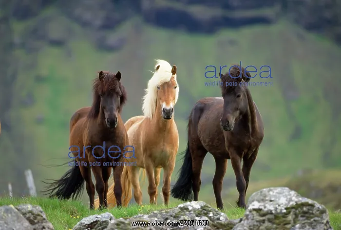 : Icelandic Horse - three standing : Icelandic Horse - three standing