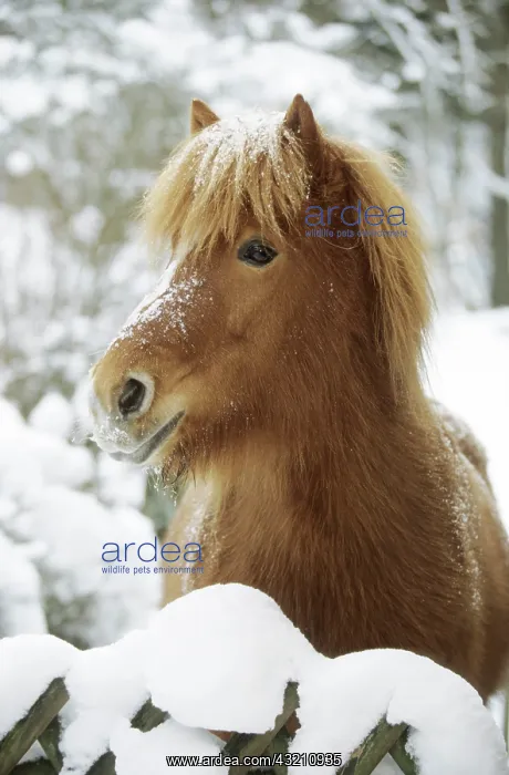 : Icelandic horse standing on a snow-covered paddock : Icelandic horse standing on a snow-covered paddock