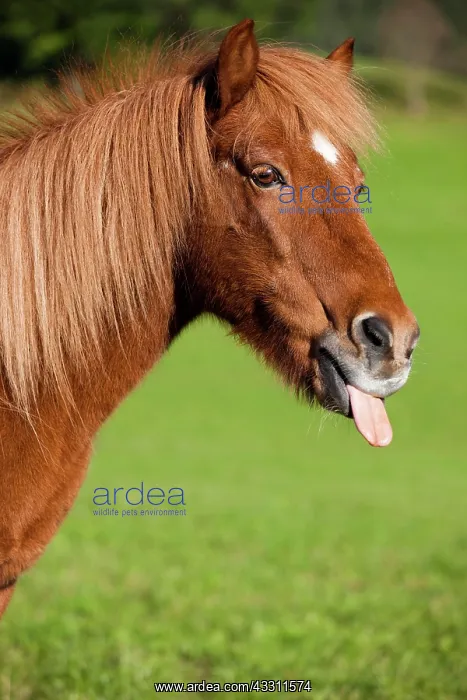 : Icelandic horse with tongue out, green meadow, Austria