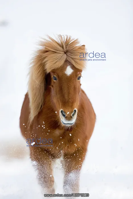 : Icelandic horse trots in snow, winter, Austria : Icelandic horse trots in snow, winter, Austria