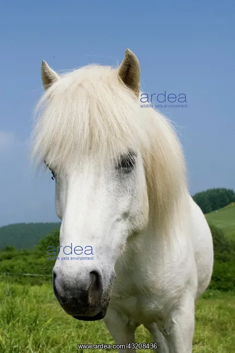  : Icelandic Horse, Volcano Couvinian, Rhineland-Palatinate